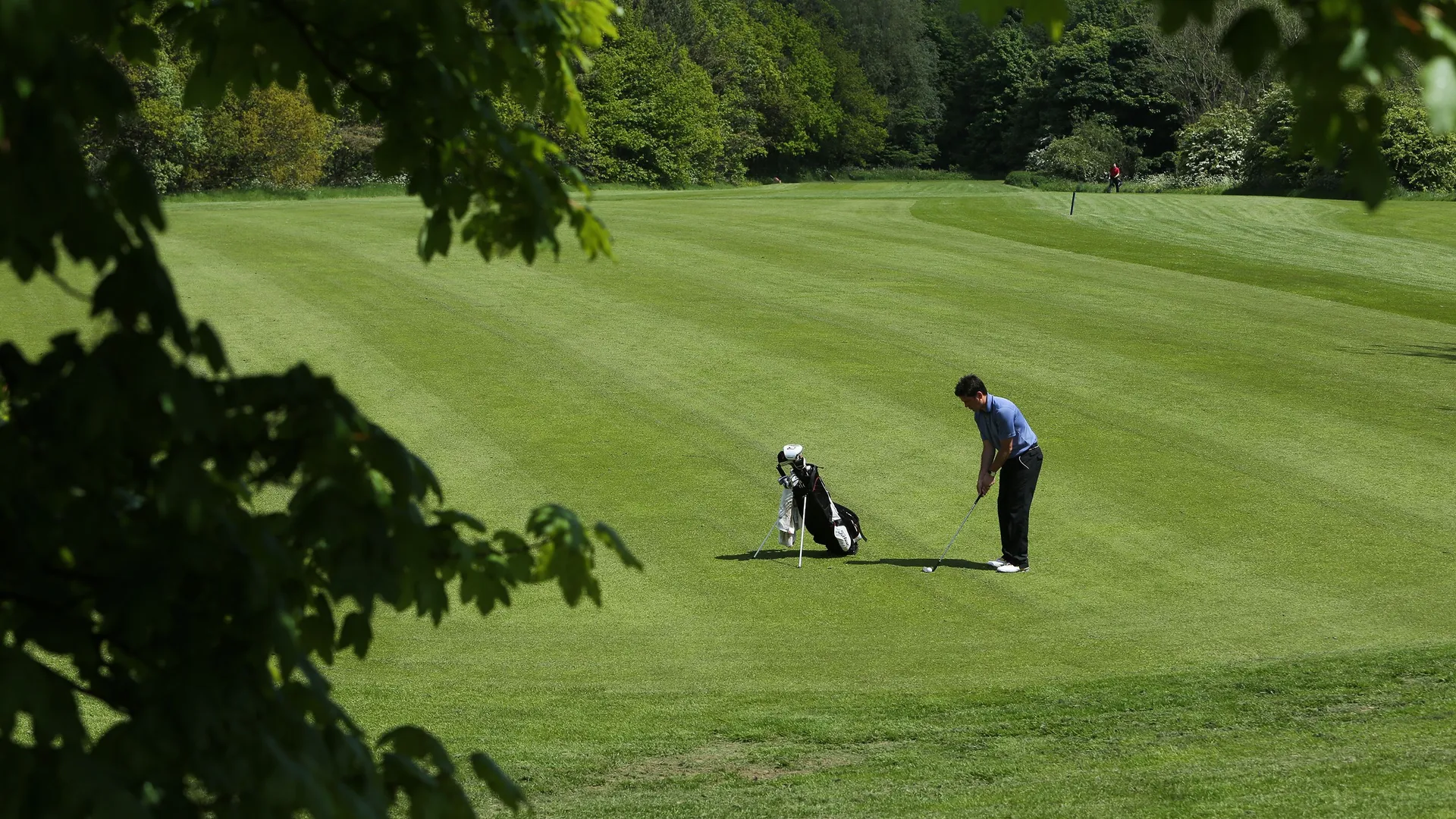 Golfer preparing a shot on a green fairway framed by leafy trees.