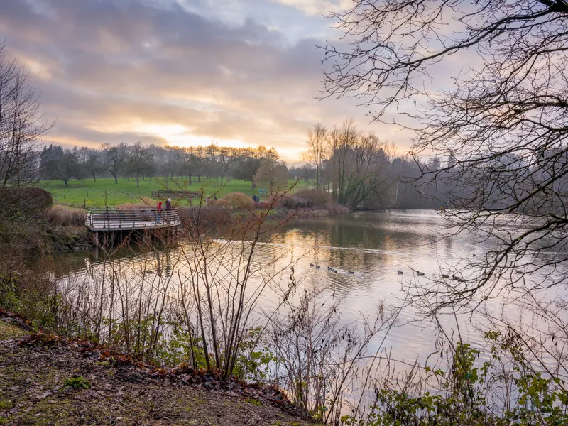 Ducks swimming on a calm pond beside a wooden viewing platform at sunset, framed by bare winter trees.