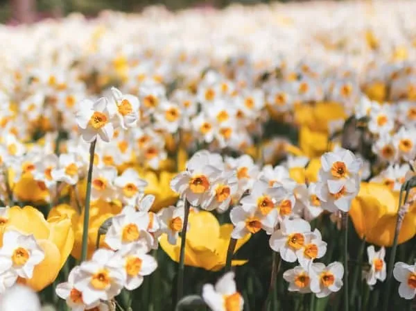 Spring daffodils