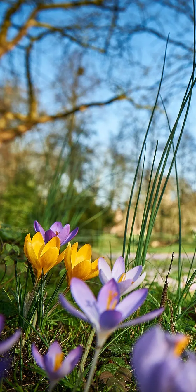A close-up of crocuses blooming in a sunlit Cambridge park, echoing the colours and calm of Easter holidays in Cambridge.