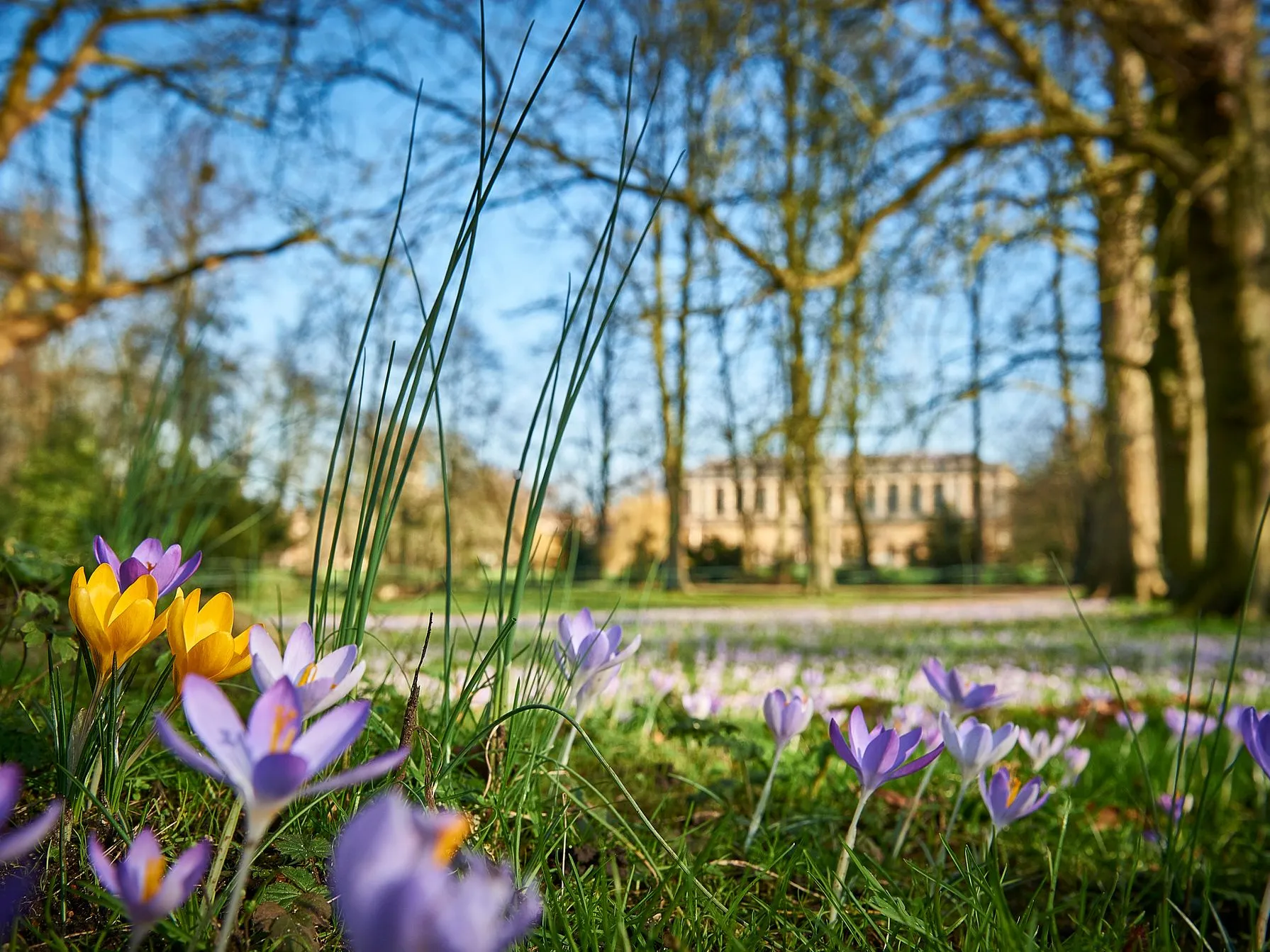 A close-up of crocuses blooming in a sunlit Cambridge park, echoing the colours and calm of Easter holidays in Cambridge.
