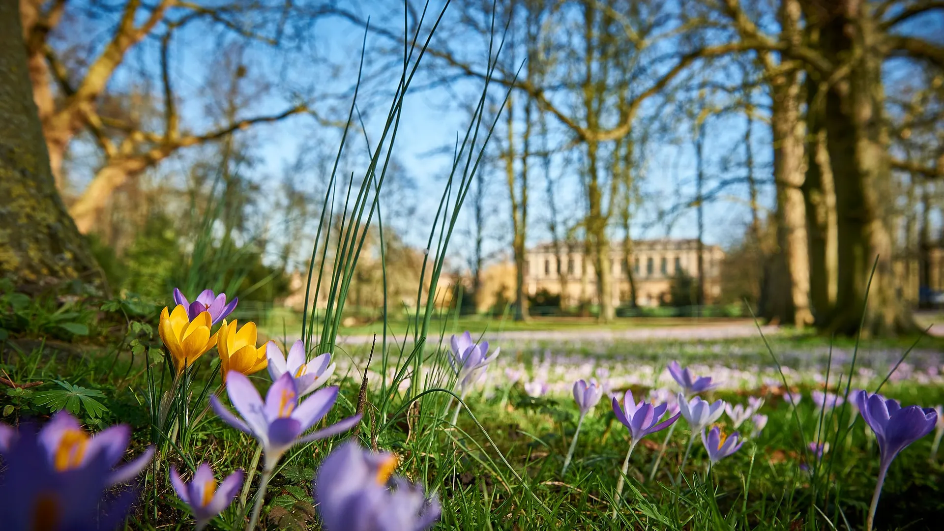 A close-up of crocuses blooming in a sunlit Cambridge park, echoing the colours and calm of Easter holidays in Cambridge.