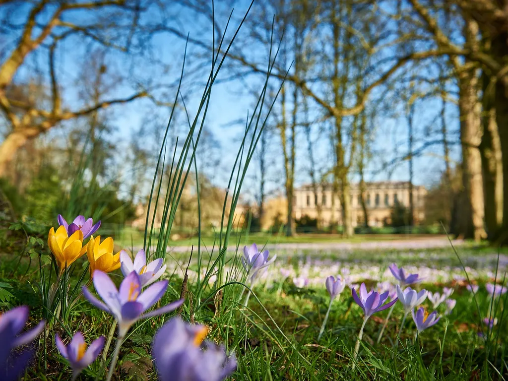 A close-up of crocuses blooming in a sunlit Cambridge park, echoing the colours and calm of Easter holidays in Cambridge.