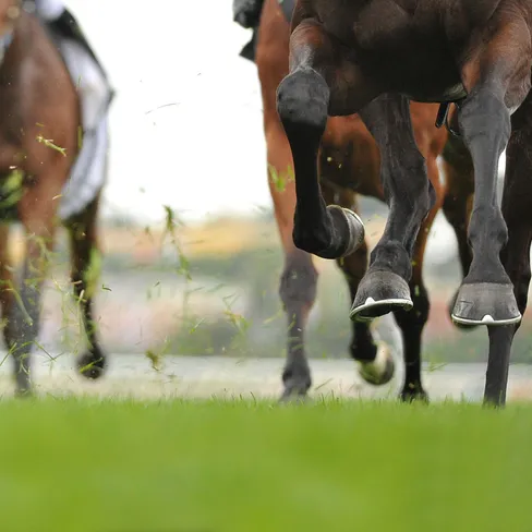 Low-angle close-up of racehorses galloping on grass, hooves airborne as clumps of turf and dirt fly during a fast-paced race.
