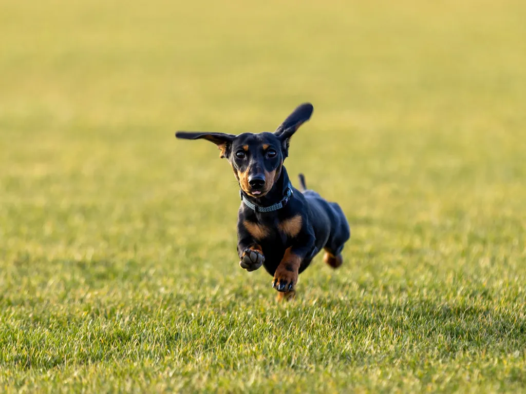 Black-and-tan dachshund running across a grassy field, ears flapping and paws lifted mid-stride as it heads toward the camera.