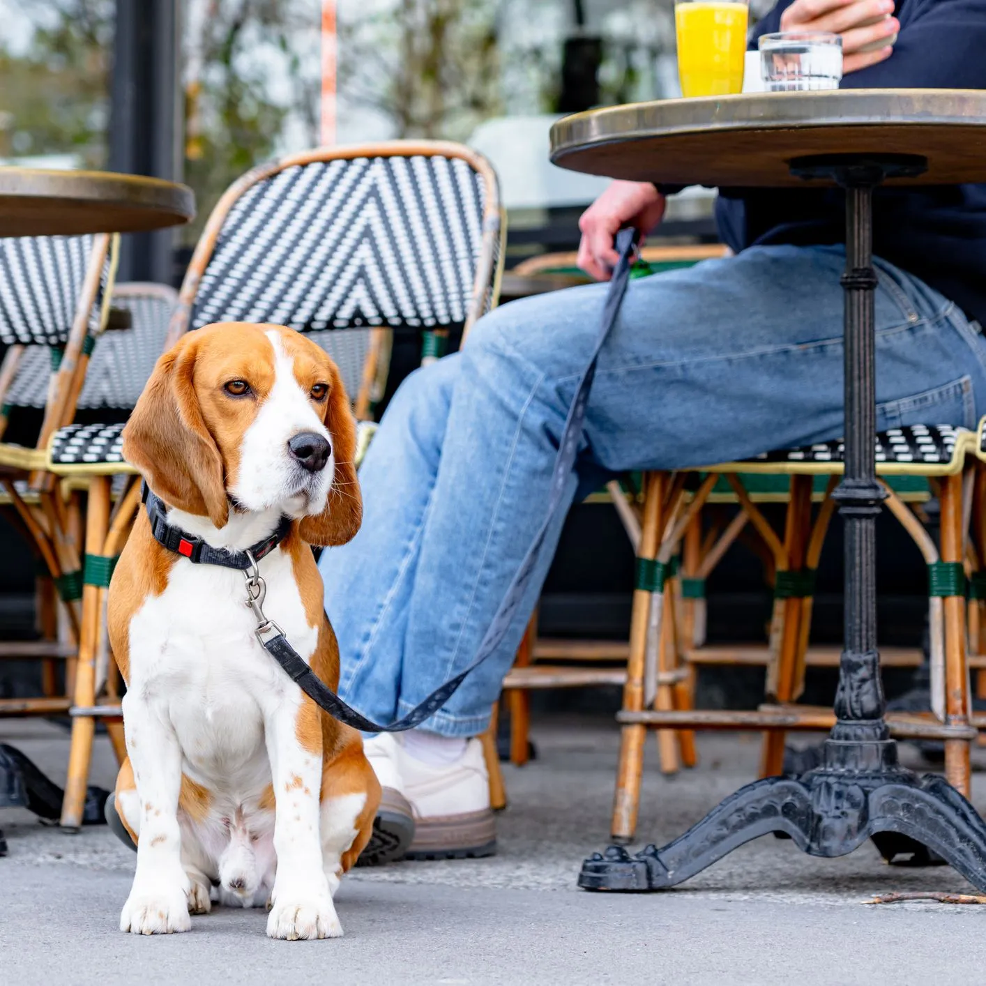 Beagle on a lead sitting beside its owner at an outdoor café table