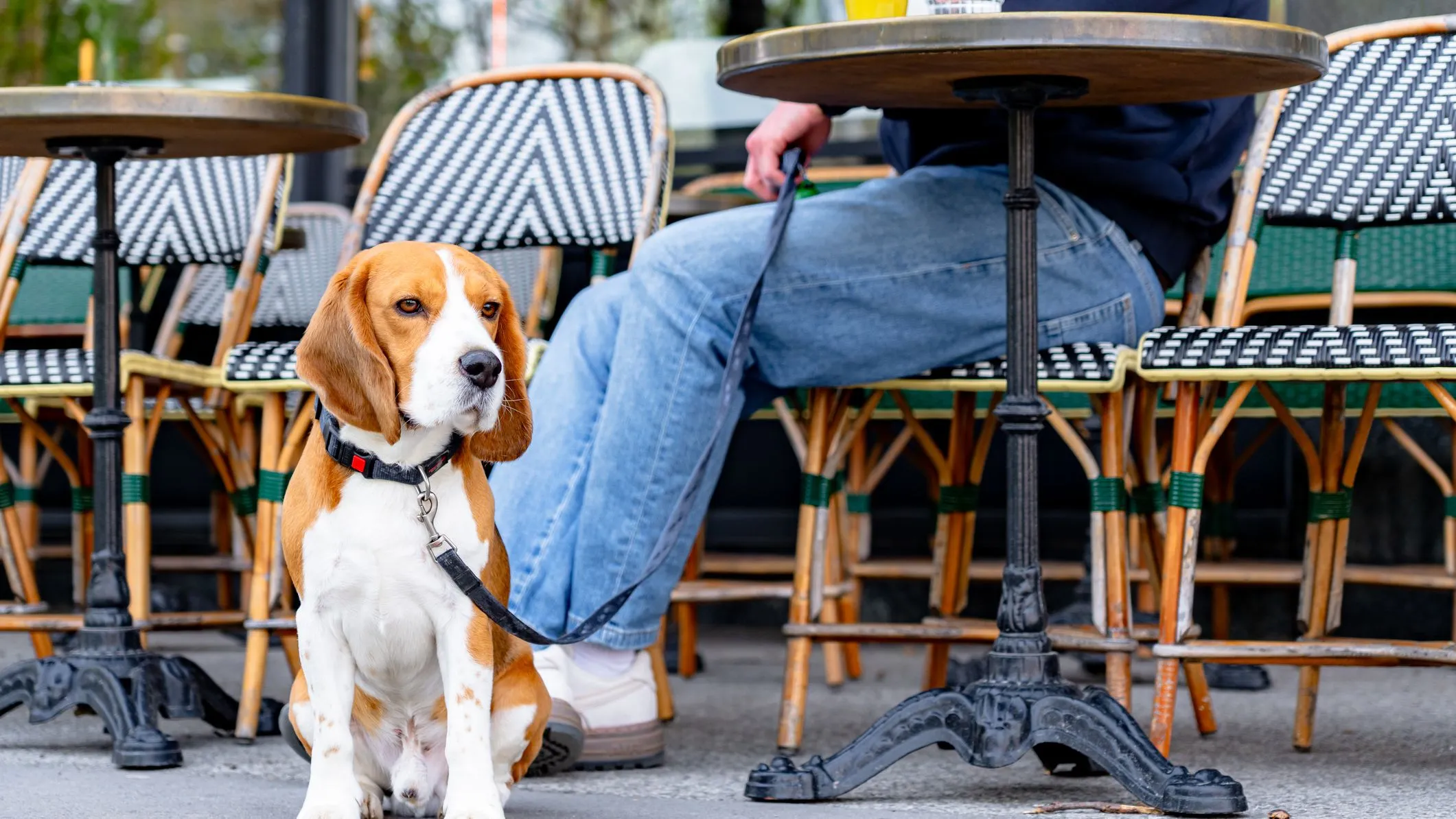 Beagle on a lead sitting beside its owner at an outdoor café table