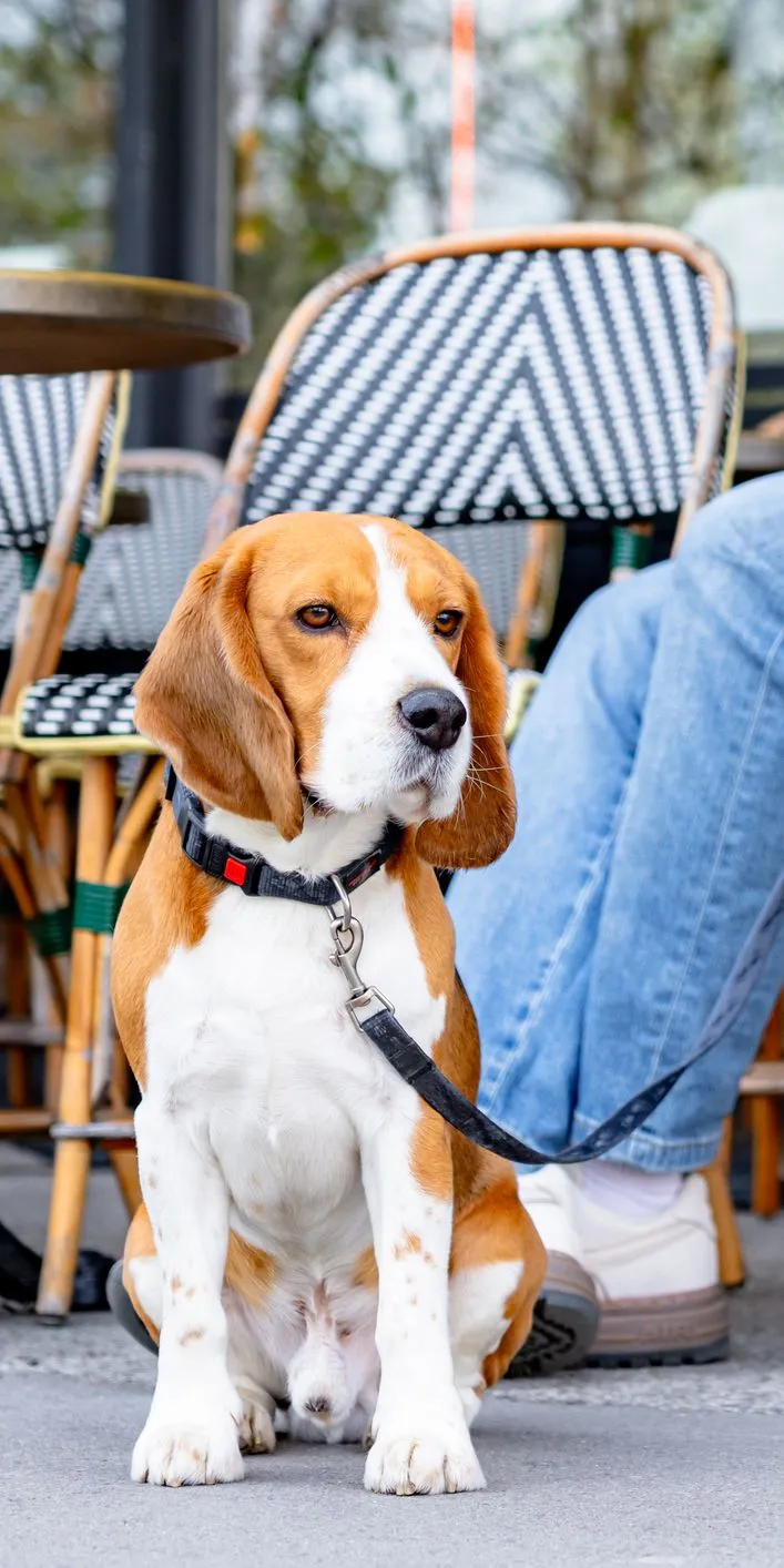 Beagle on a lead sitting beside its owner at an outdoor café table