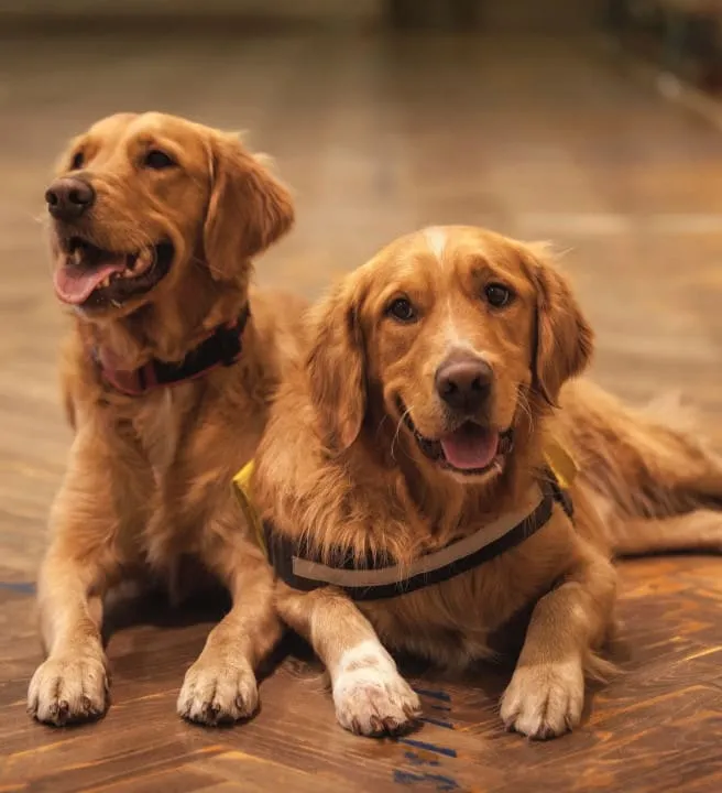 dog-friendly rooms