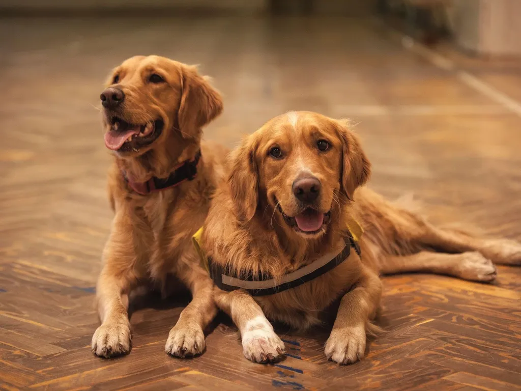 dog-friendly rooms