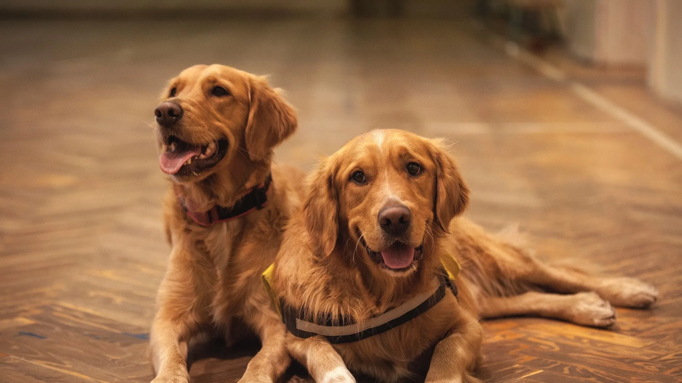 dog-friendly rooms