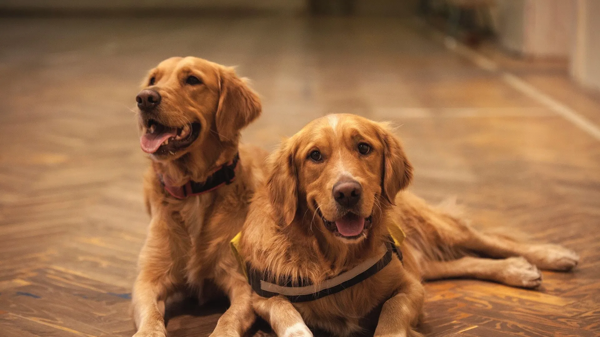 dog-friendly rooms