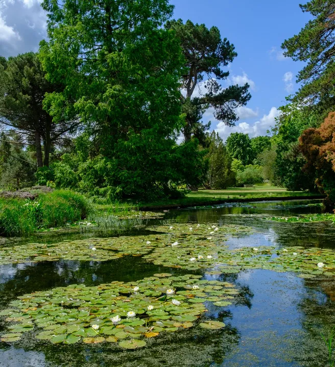 A tranquil pond surrounded by lush greenery and tall trees, with lily pads and white water lilies floating on the reflective water under a partly cloudy blue sky.
