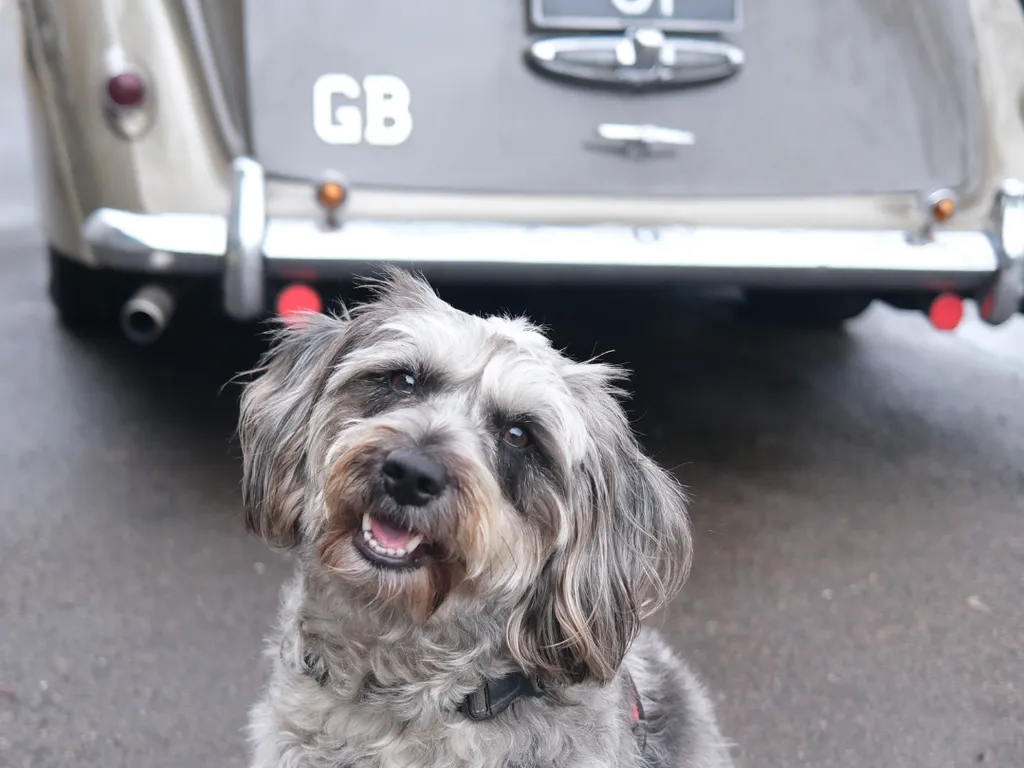Fluffy grey dog sitting on pavement in front of a vintage car with a GB badge