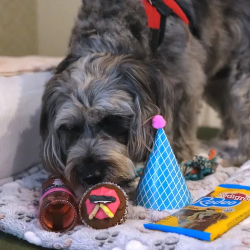 Grey dog with a red harness sniffing treats and a party hat on a blanket