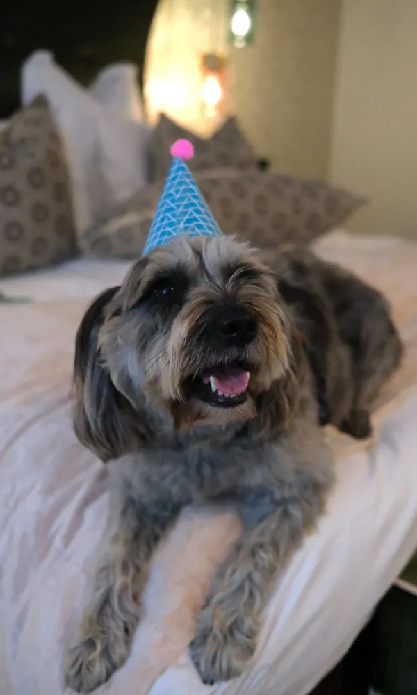 Grey dog wearing a blue party hat with a pink pom-pom, lying on a bed.