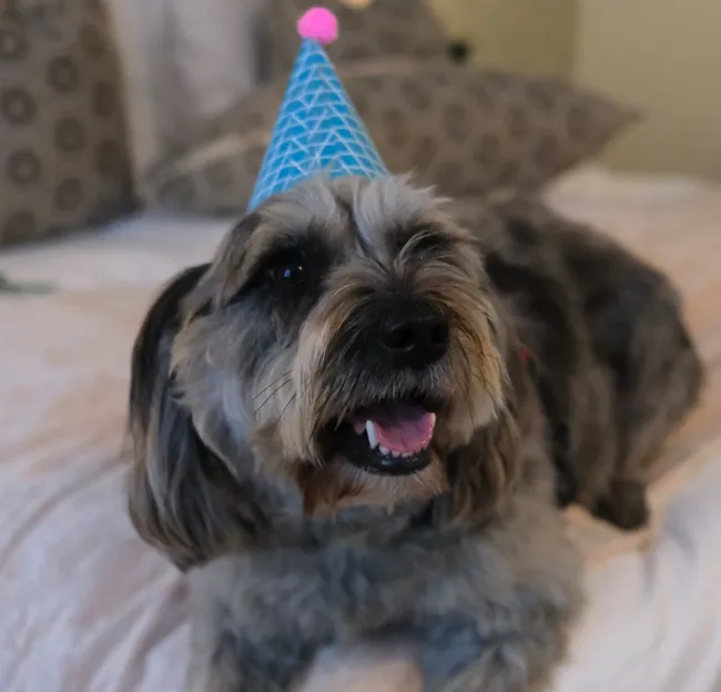 Fluffy dog wearing a blue party hat with a pink pompom