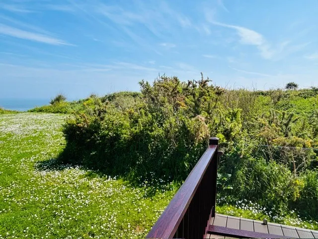 Coastal path with wooden railing beside grassy dunes and wildflowers under a blue sky
