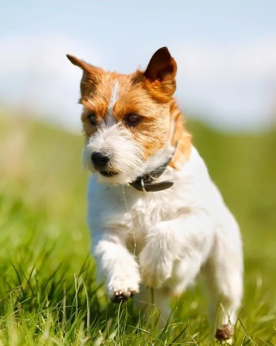 Small terrier dog running through tall green grass in a park
