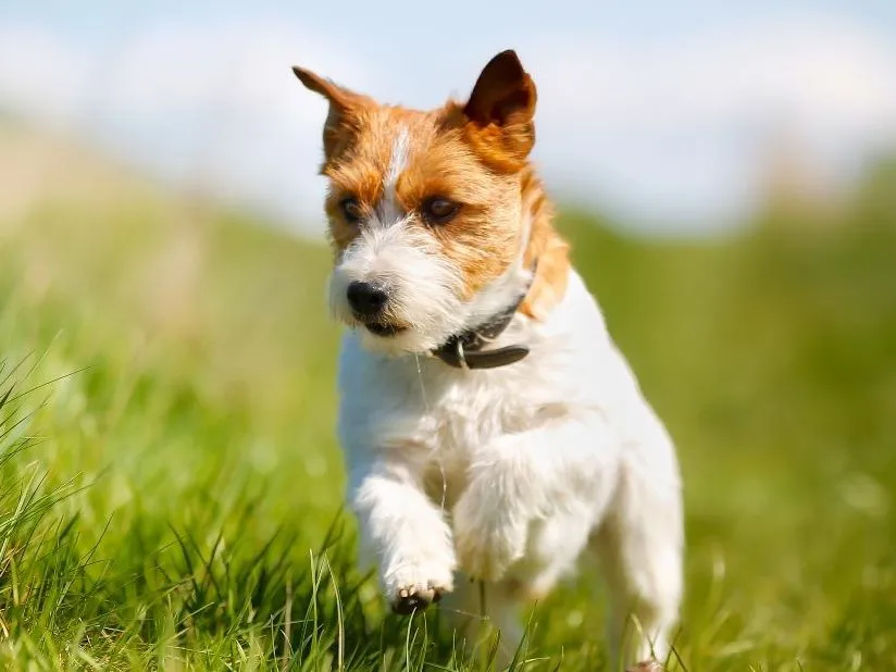 Small terrier dog running through tall green grass in a park