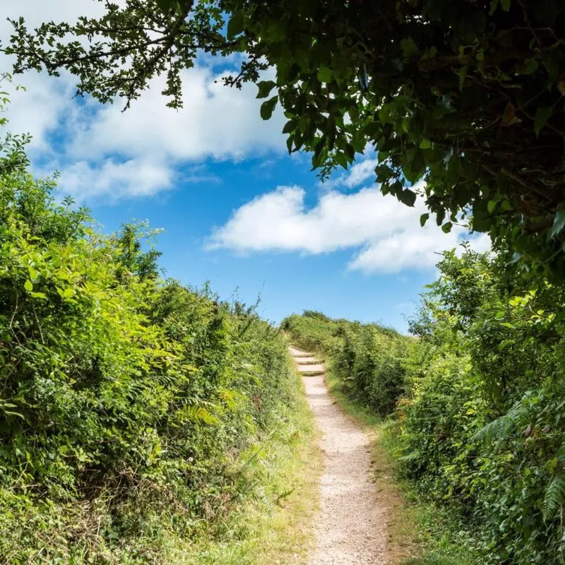 Footpath through lush green hedgerows under a bright blue sky