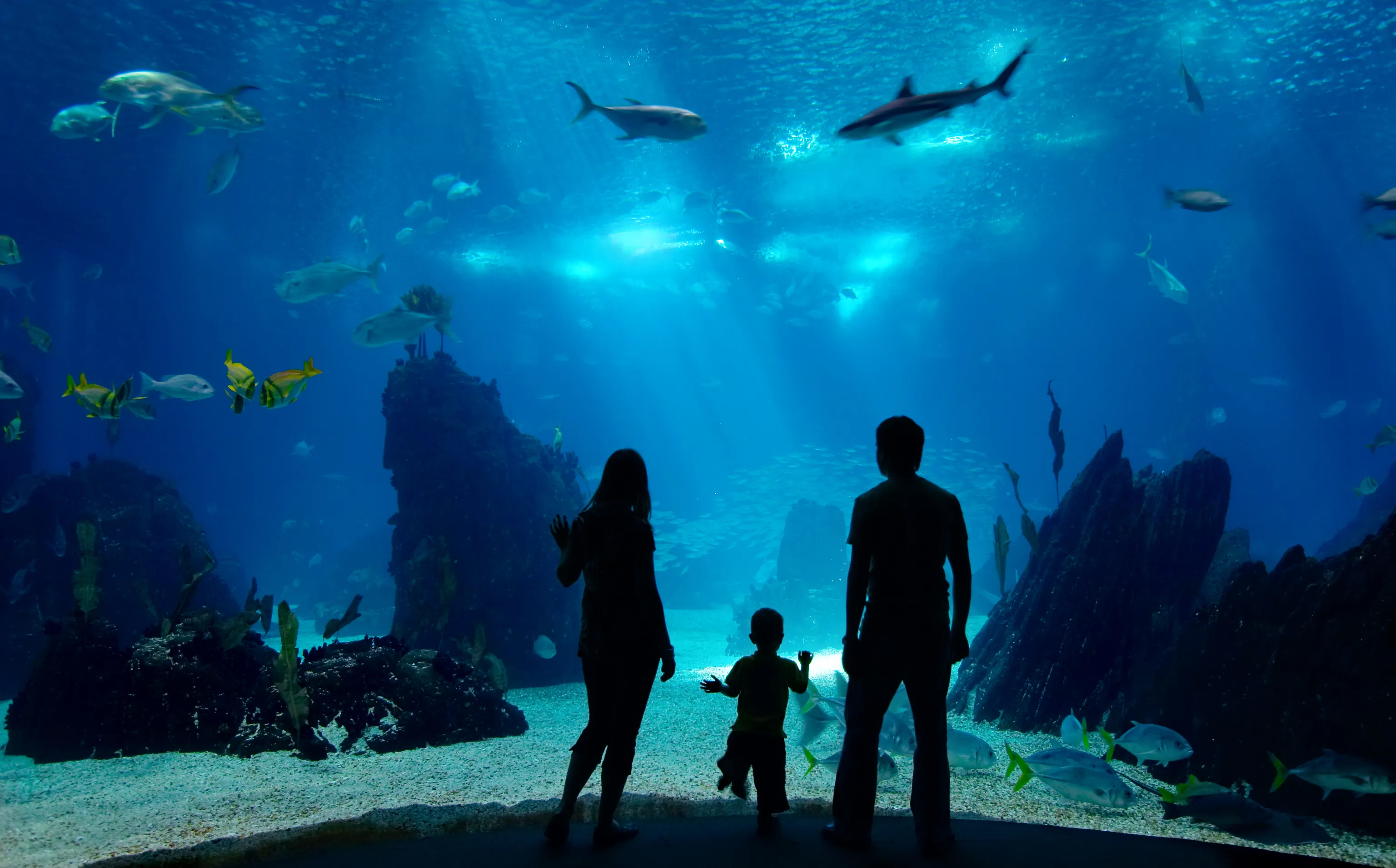 Silhouettes of two adults and a child watching fish swim in a large aquarium tank