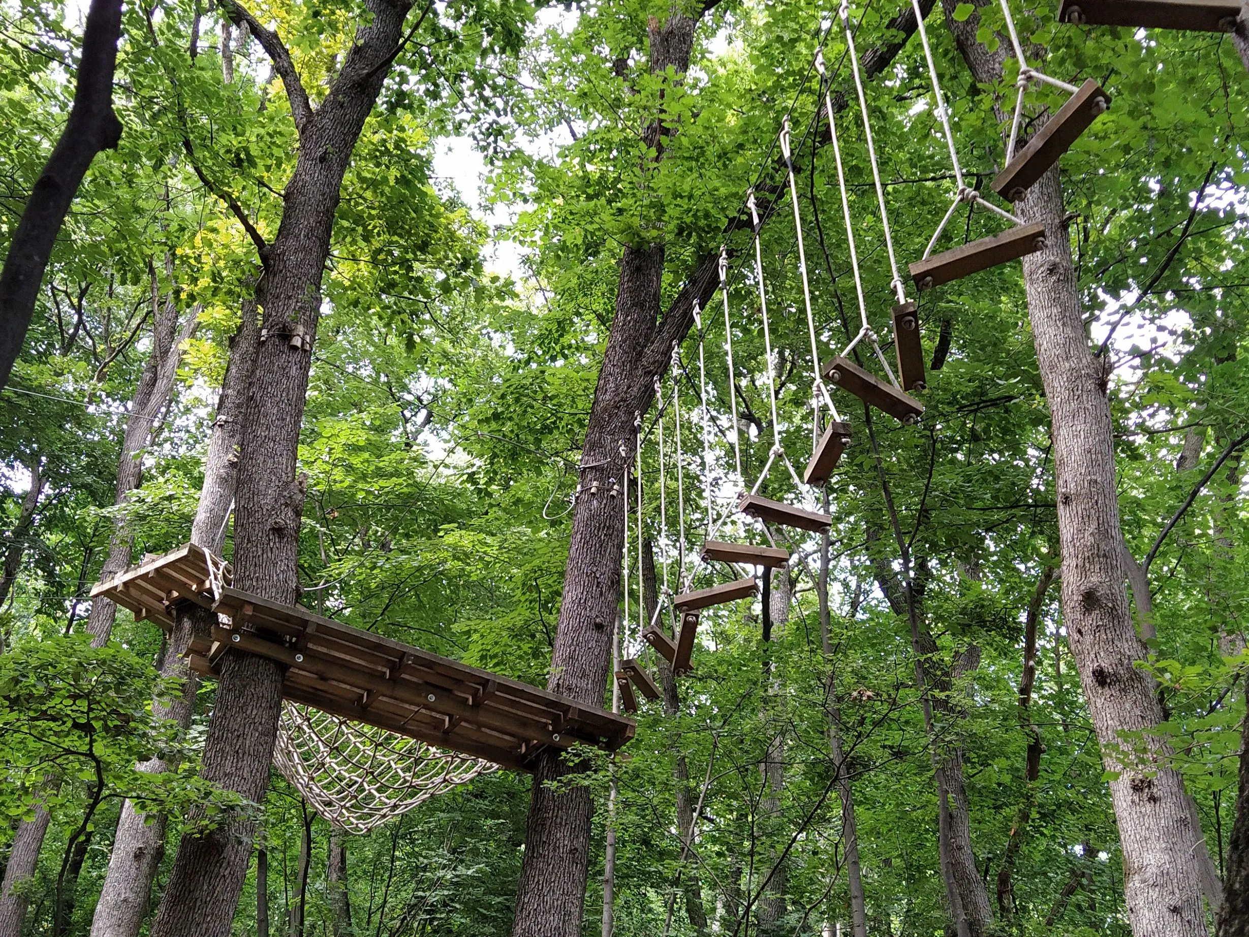 High ropes obstacle course in a leafy woodland with hanging wooden steps and a net bridge
