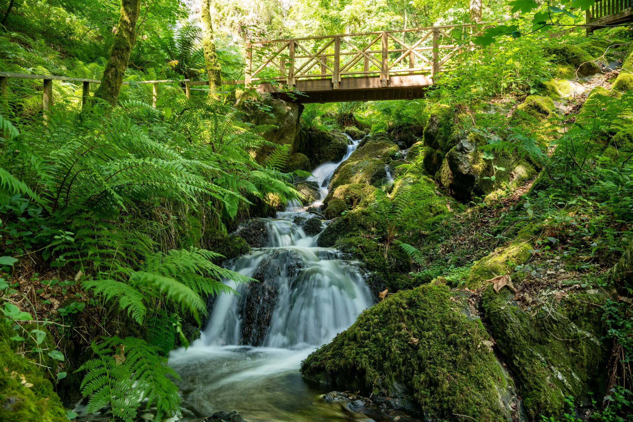Wooden footbridge above a small waterfall in a lush green woodland