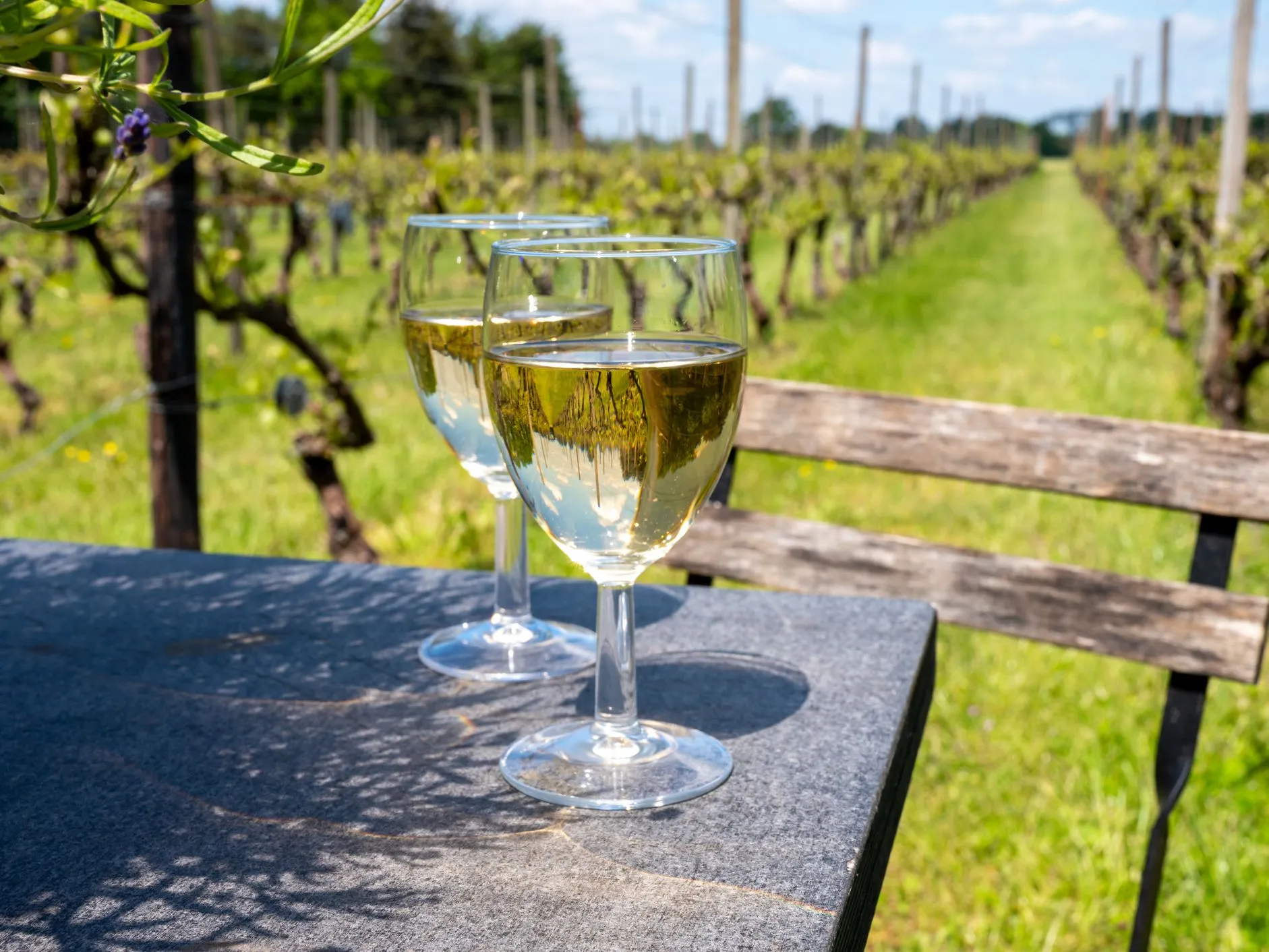Two glasses of white wine on a table overlooking a vineyard