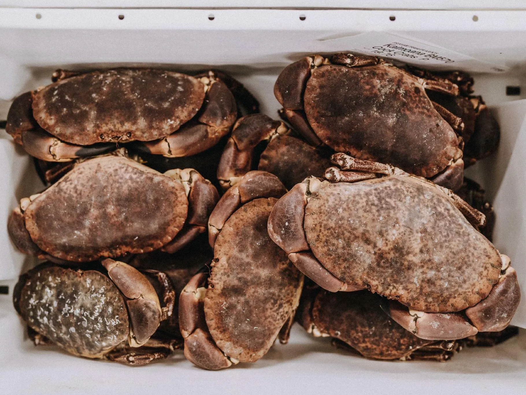 Fresh brown crabs stacked in a white crate