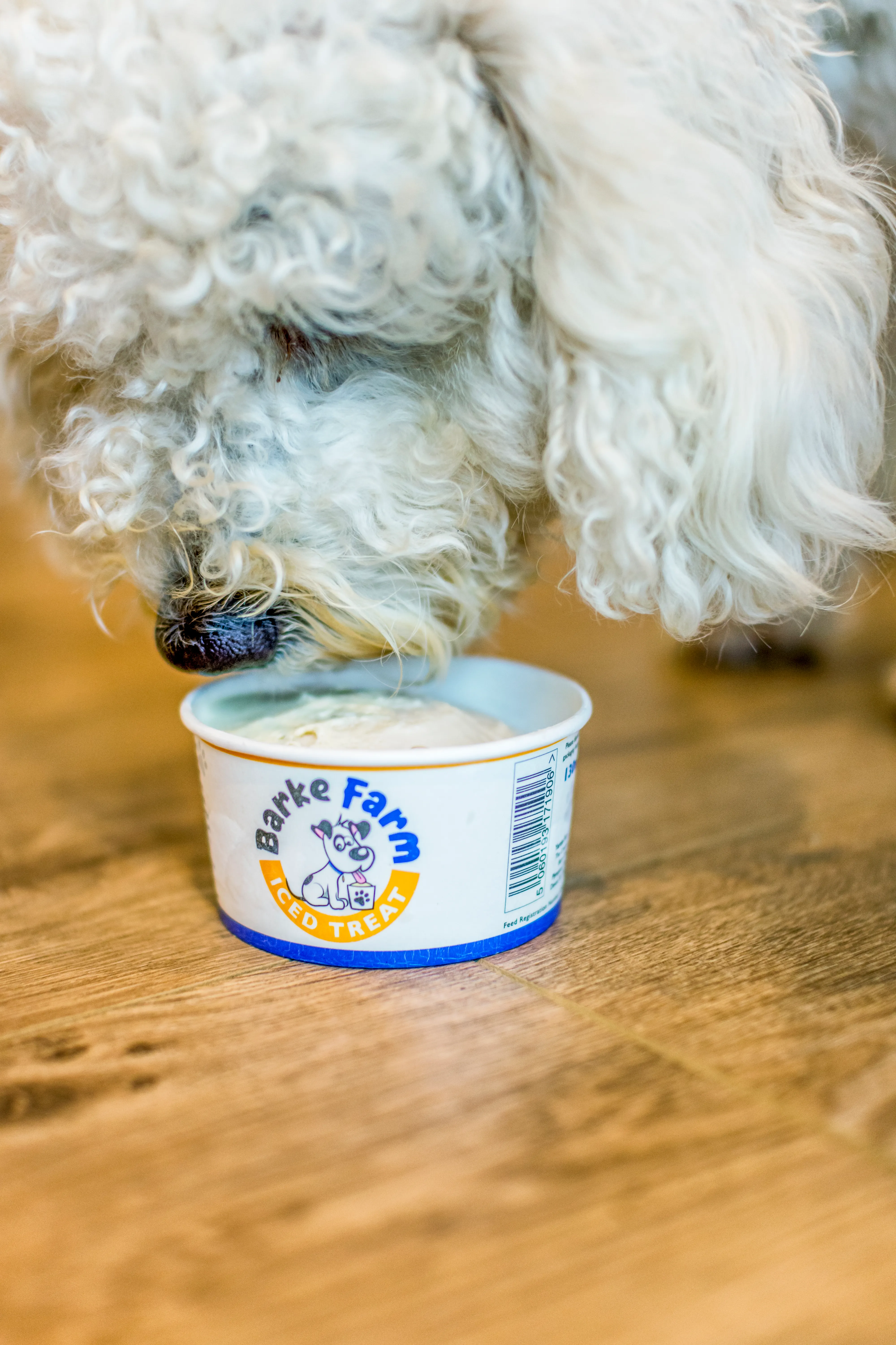 White curly-haired dog eating a Barke Farm iced treat from a small tub on a wooden floor