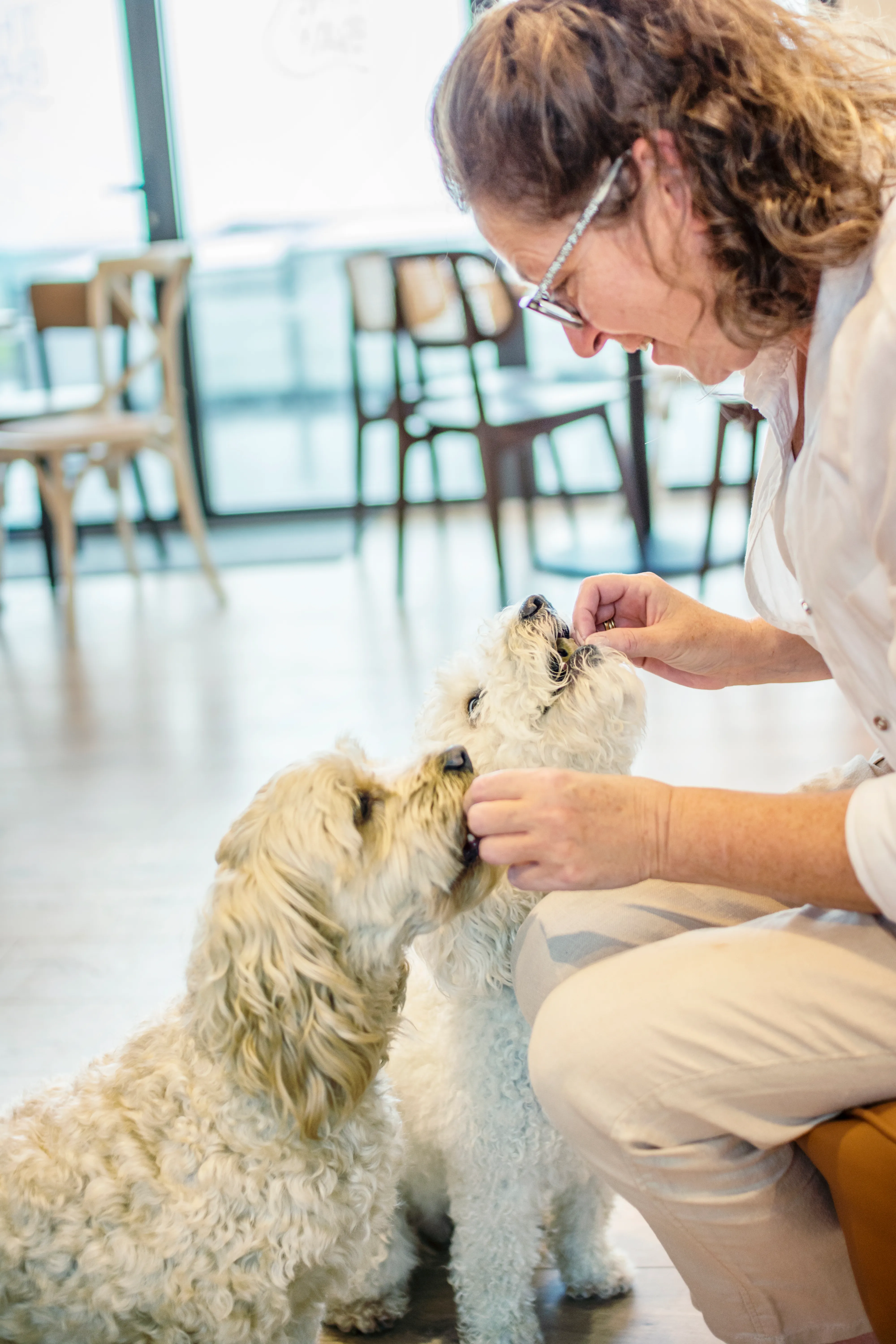 Woman crouching indoors and giving treats to two small fluffy dogs