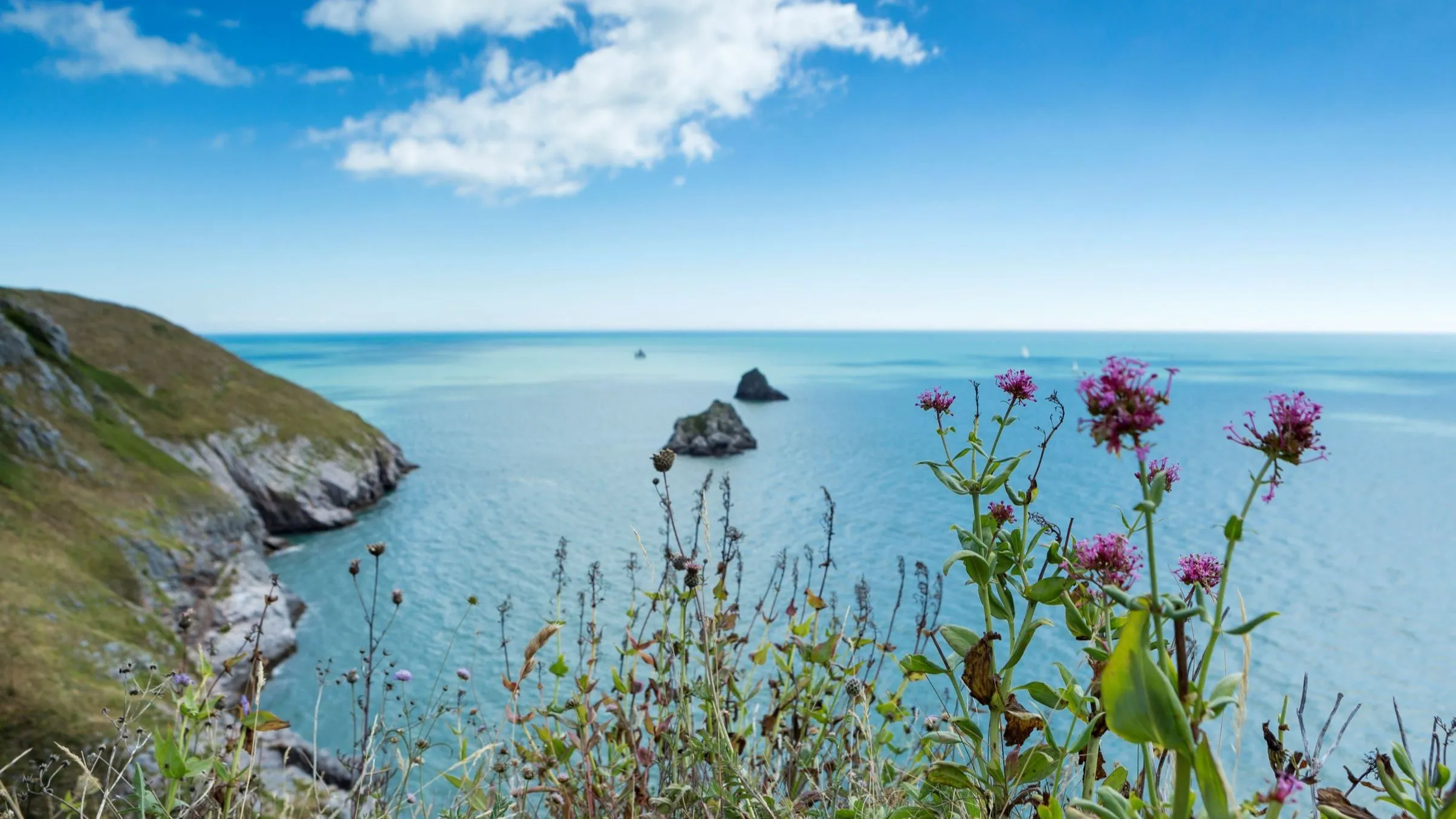Wildflowers overlooking a calm blue sea and rocky coastline near Landscove Holiday Park