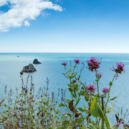 Wildflowers overlooking a calm blue sea and rocky coastline near Landscove Holiday Park