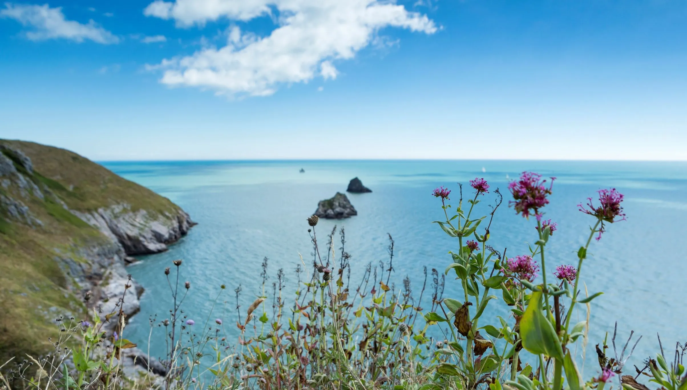 Wildflowers overlooking a calm blue sea and rocky coastline near Landscove Holiday Park