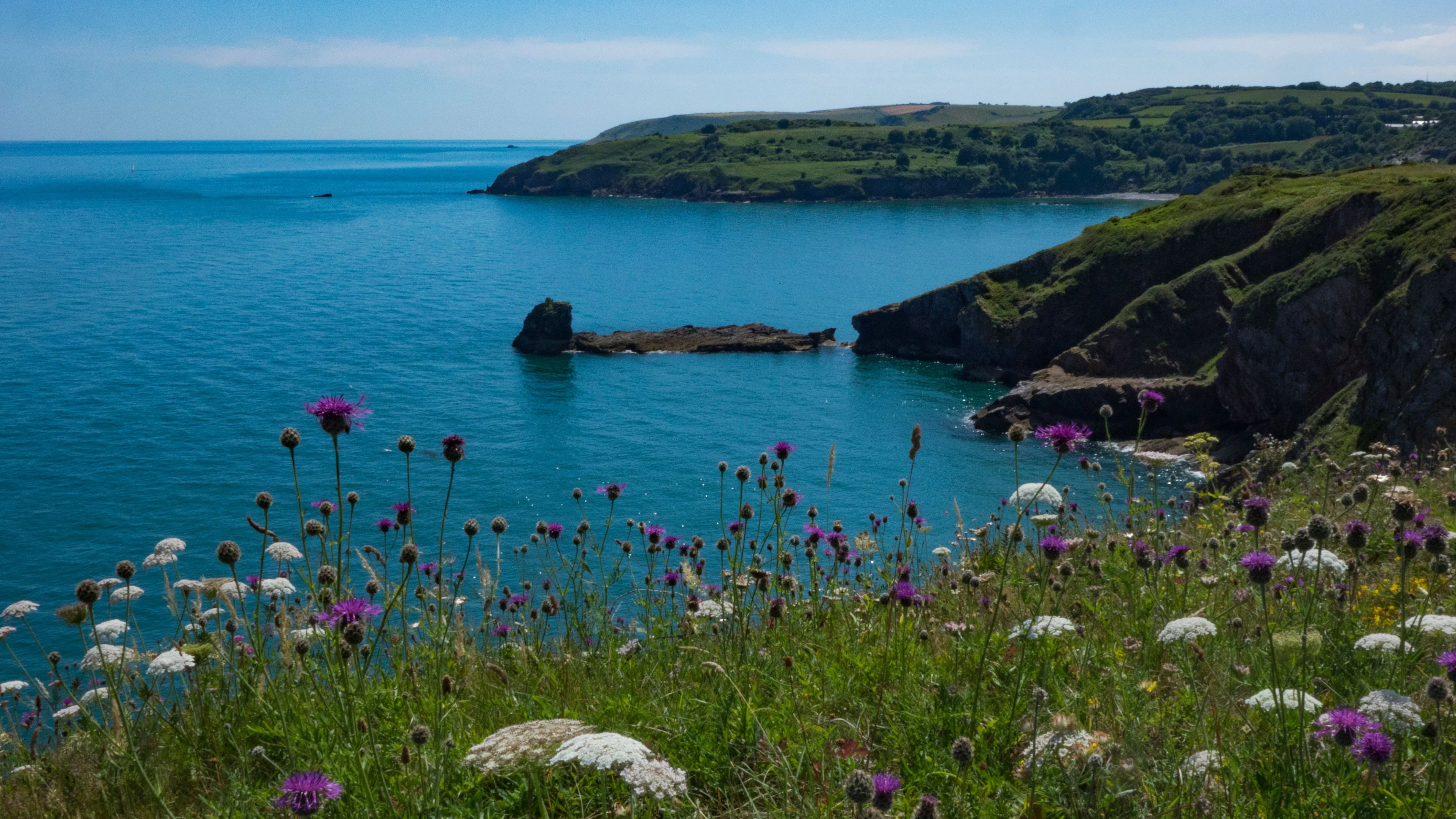 Wildflowers on the cliff edge overlooking the turquoise sea and rugged coastline at Landscove near Berry Head.