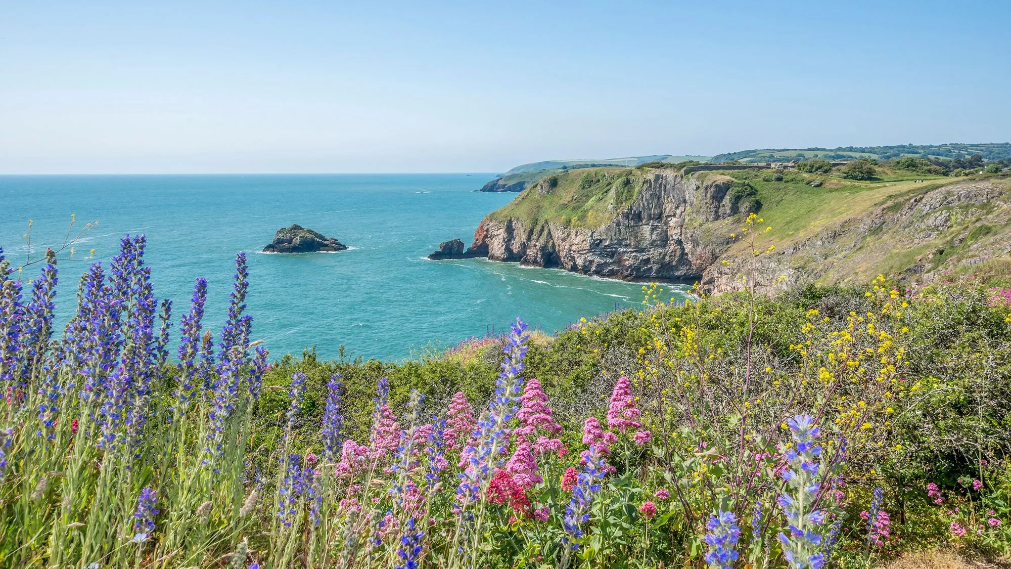 Wildflowers overlooking turquoise sea and rocky cliffs at Berry Head Nature Reserve