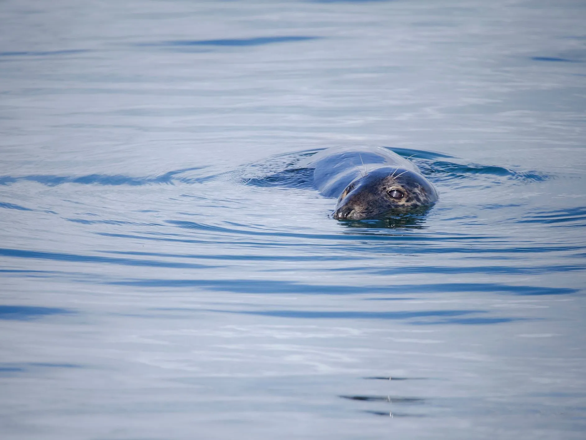 A seal swimming at the surface of calm blue water.