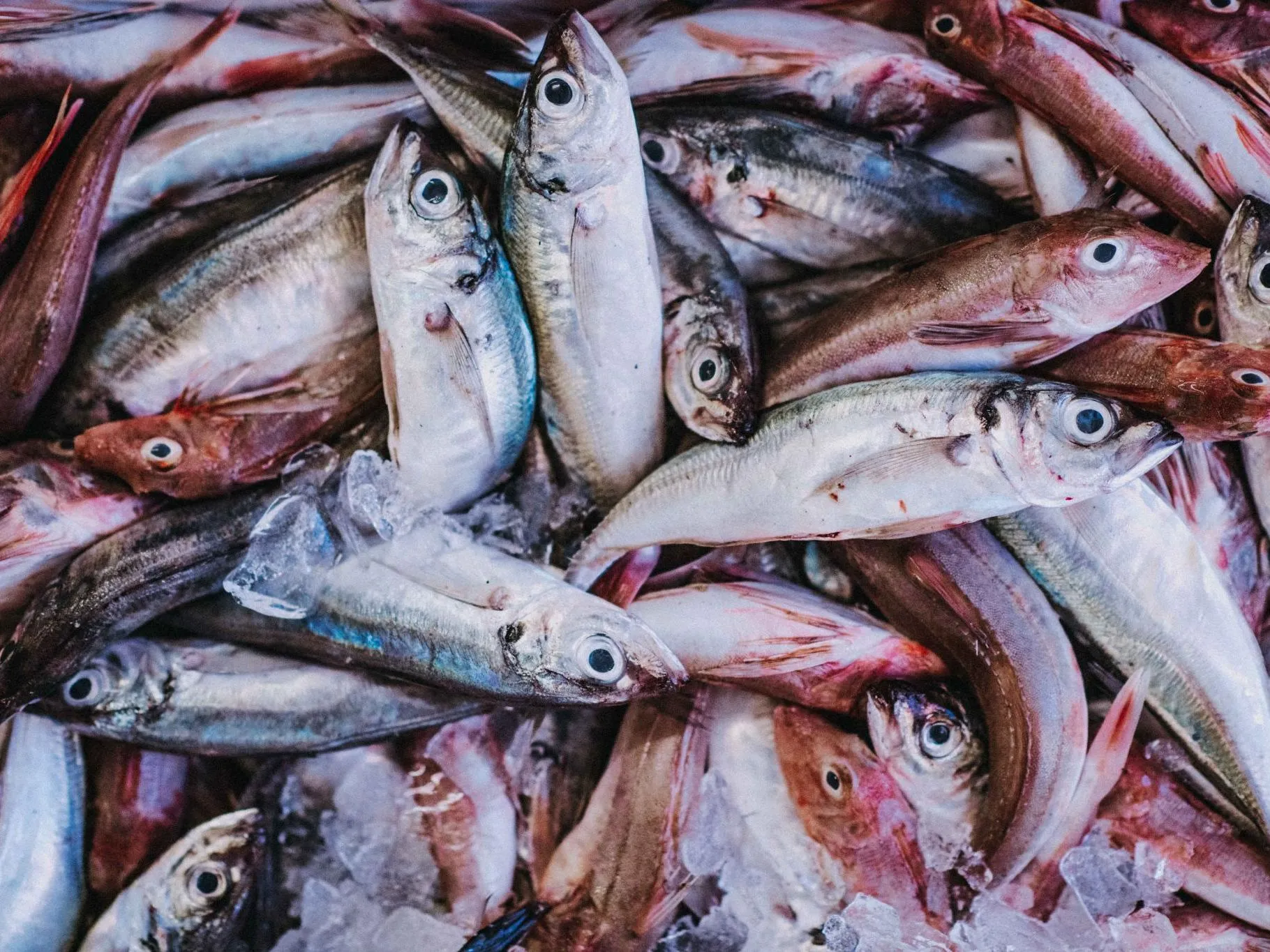 Freshly caught fish piled on ice at a market