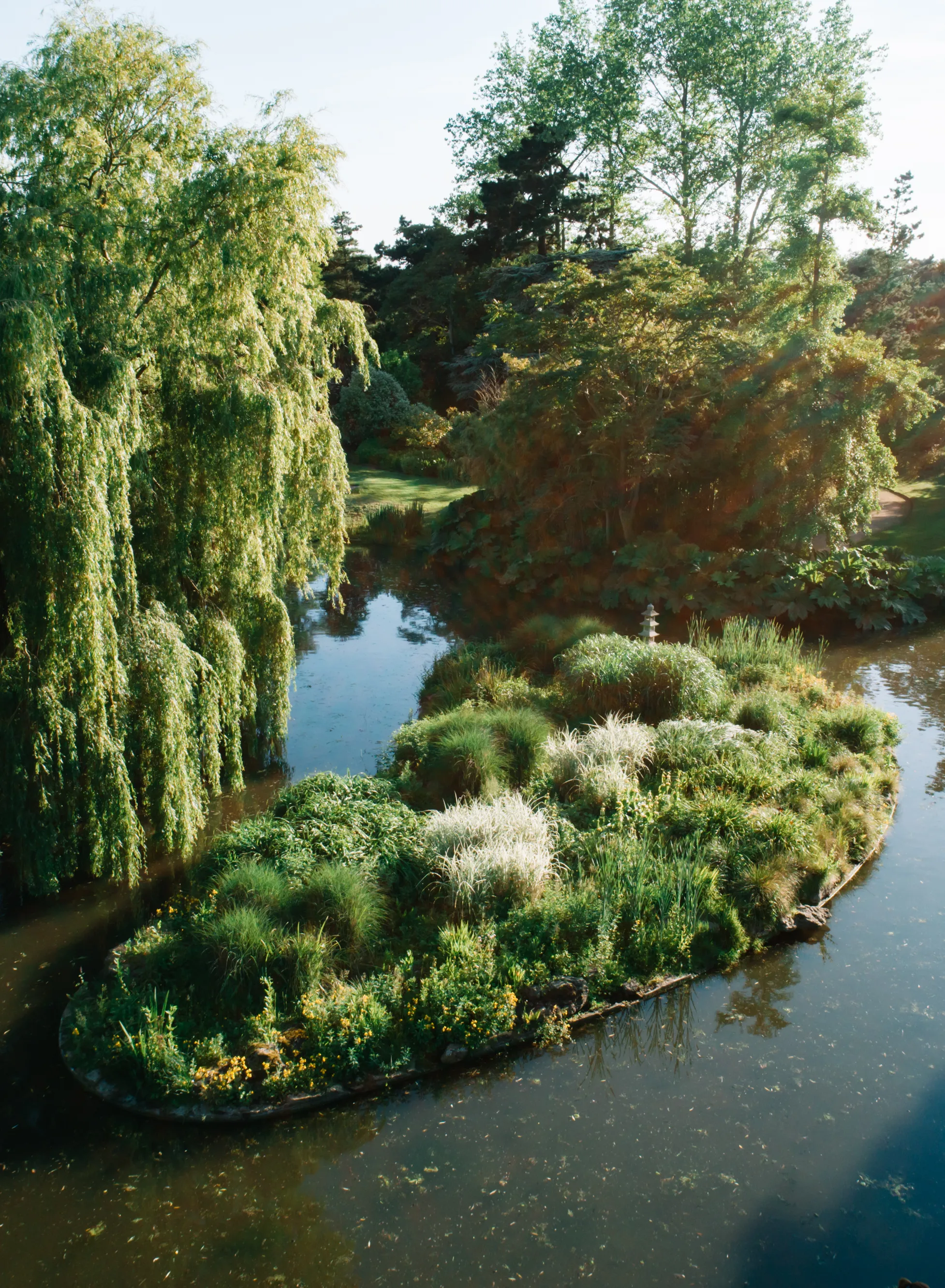 Sunlit landscaped garden with a winding pond, small planted island, weeping willow and footpath