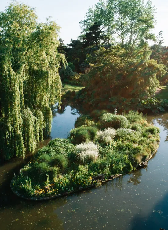 Sunlit landscaped garden with a winding pond, small planted island, weeping willow and footpath