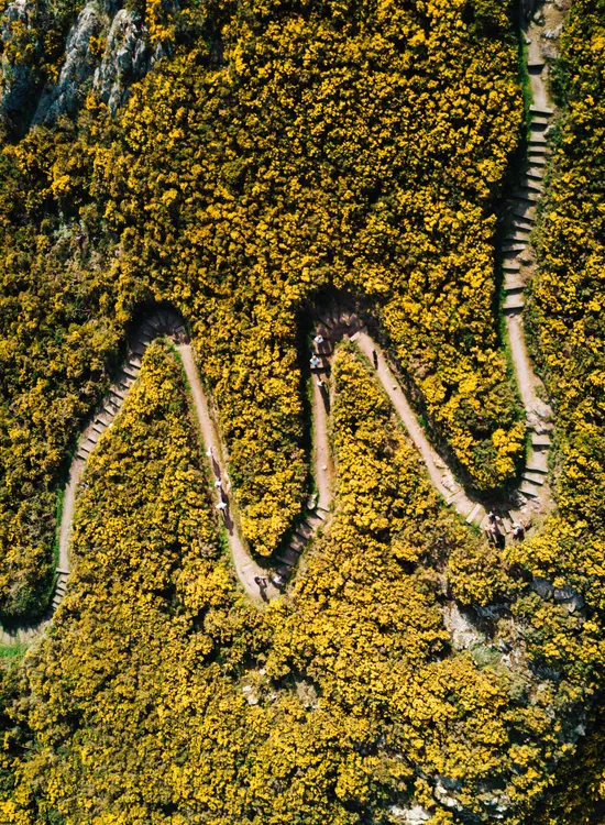 Aerial view of a winding hillside path and stone steps weaving through dense yellow flowering gorse.