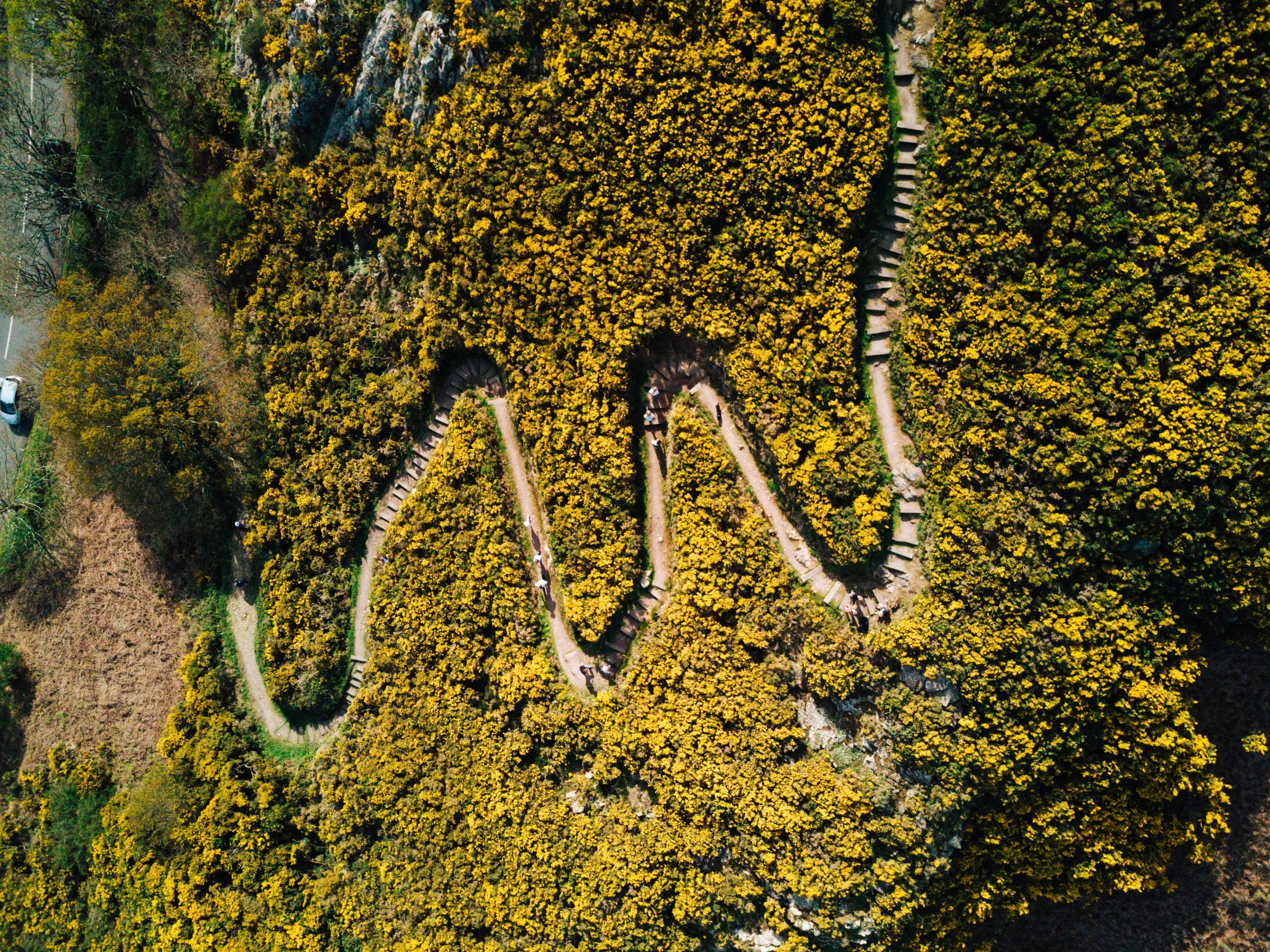 Aerial view of a winding hillside path and stone steps weaving through dense yellow flowering gorse.