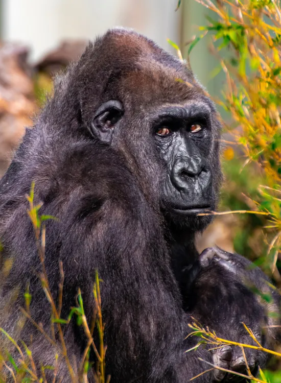 Close-up portrait of a gorilla sitting among tall grass and leafy branches
