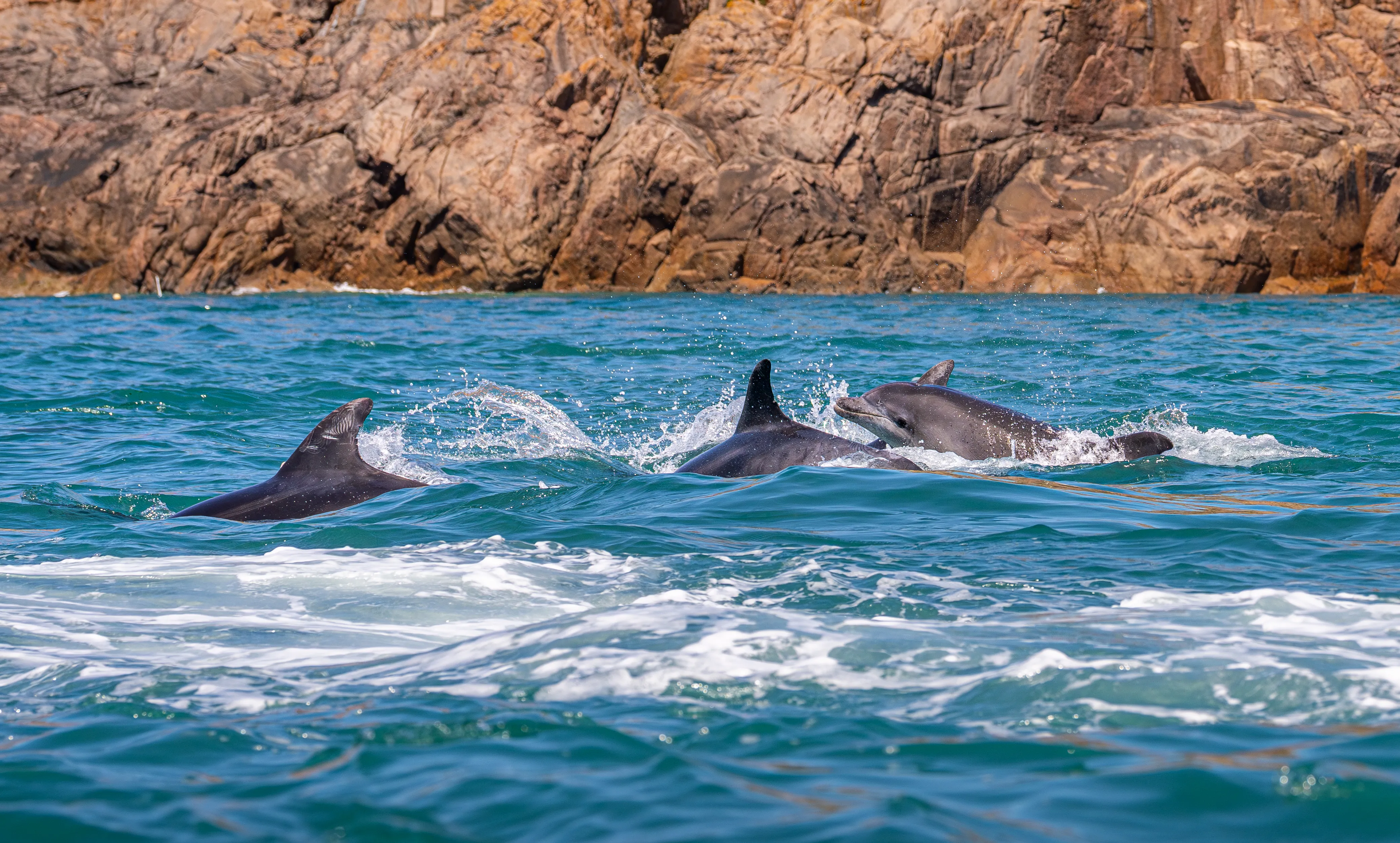 A group of dolphins swimming and splashing in turquoise sea near a rocky coastline.