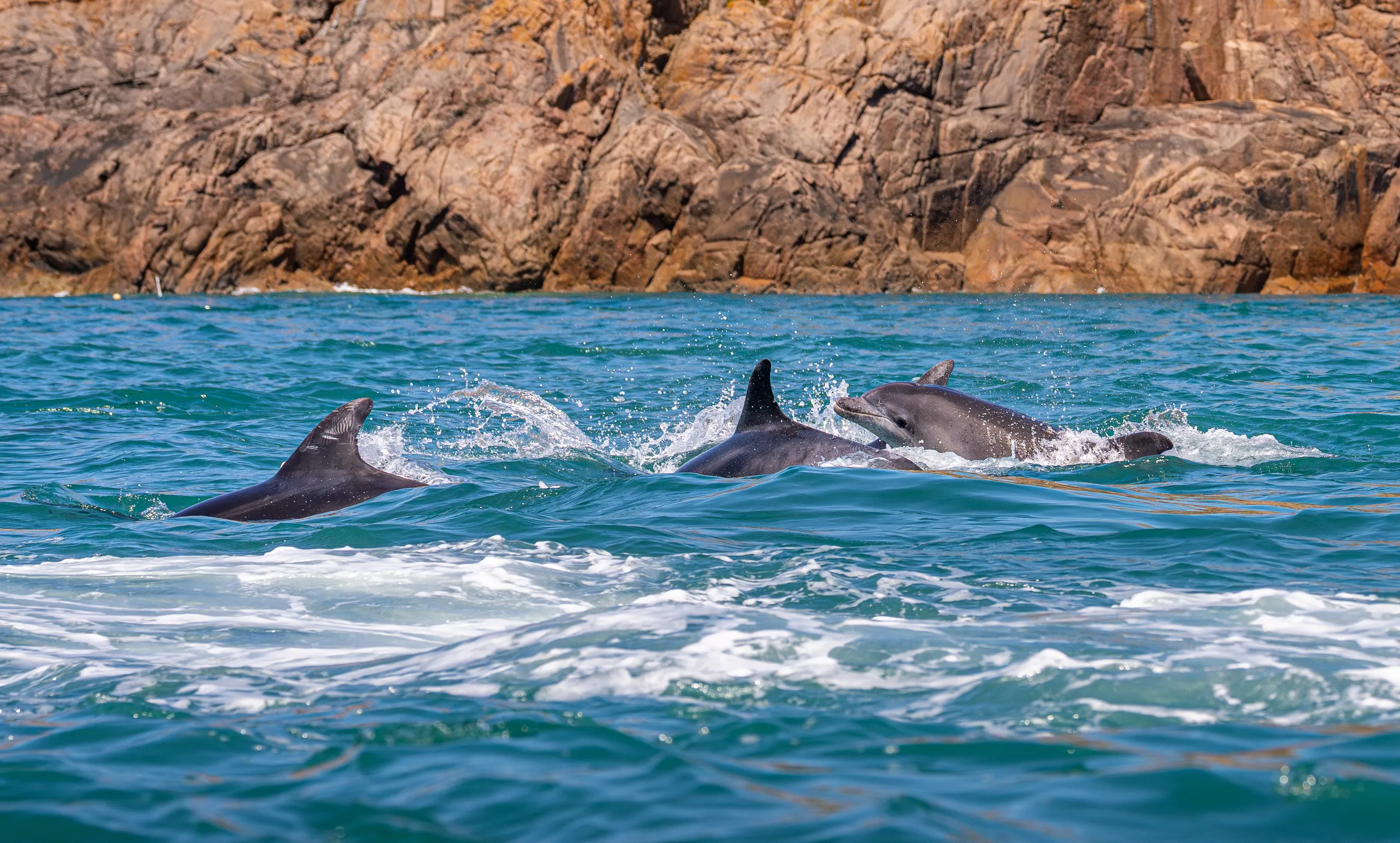 A group of dolphins swimming and splashing in turquoise sea near a rocky coastline.