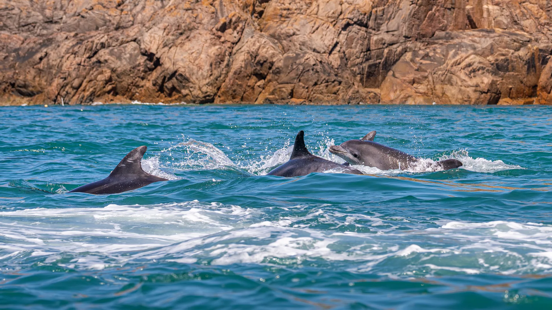 A group of dolphins swimming and splashing in turquoise sea near a rocky coastline.