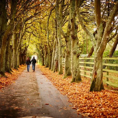 Two people walking hand in hand along a tree-lined path covered in autumn leaves.