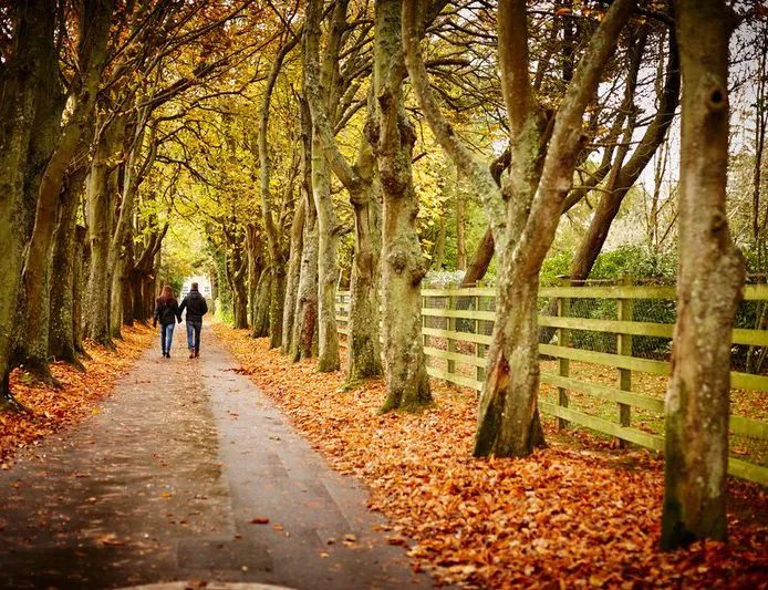 Two people walking hand in hand along a tree-lined path covered in autumn leaves.