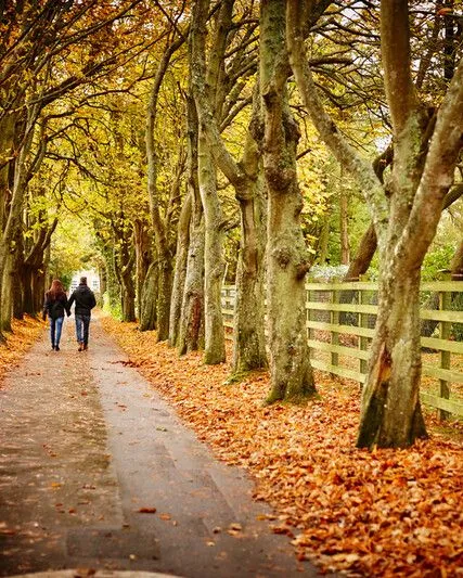 Two people walking hand in hand along a tree-lined path covered in autumn leaves.